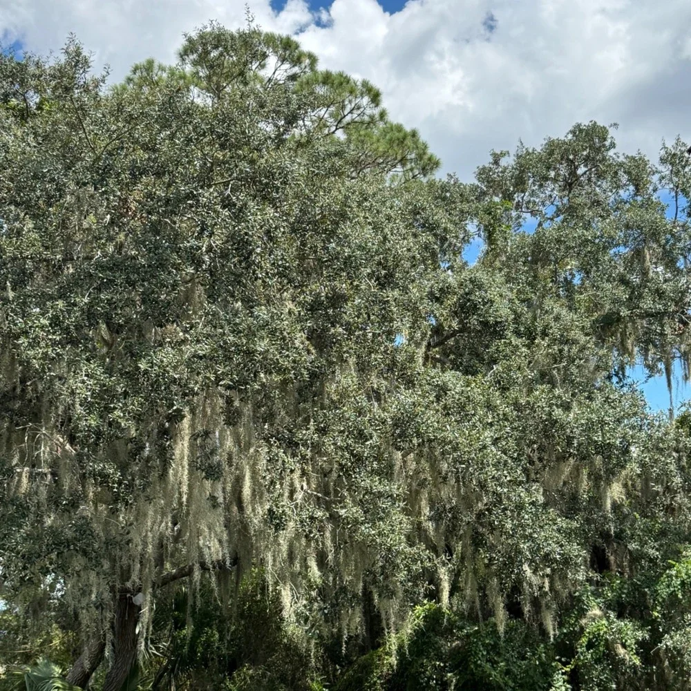 Spanish Moss Live Fresh Pick 1 Gallon Southern Oak Tree Florida Air Plant Craft